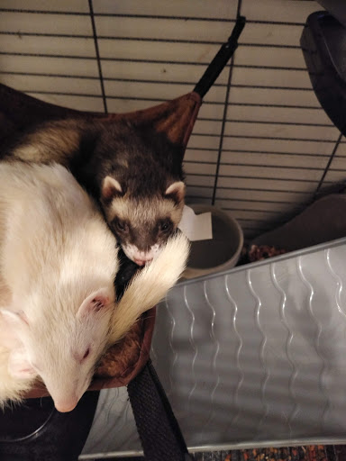 Pet Supply Store «Petco Animal Supplies», reviews and photos, 2450 Monarch Dr #105, Laredo, TX 78045, USA