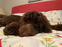 Wags About You - Stuart - Photo 4 - Car repair in Stuart, FL, Port St. Lucie