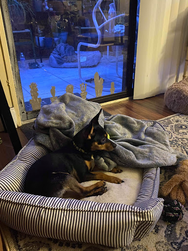 Pet Supply Store «PetSmart», reviews and photos, 5013 S Cleveland Ave, Fort Myers, FL 33907, USA