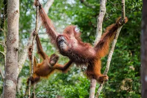 COME2INDONESIA - Indonesia Travel & Expeditions | Bali Tours & Trips | Borneo Orangutan Tours | image