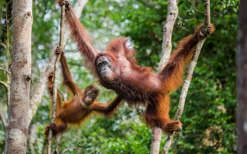 COME2INDONESIA - Indonesia Travel & Expeditions | Bali Tours & Trips | Borneo Orangutan Tours | image