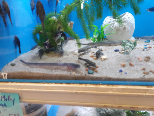 Pet Store «Fish-N-Pets Unlimited», reviews and photos, 11710 Bissonnet St, Houston, TX 77099, USA