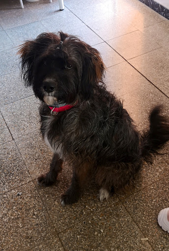 Pajareria El Comtat - Cocentaina