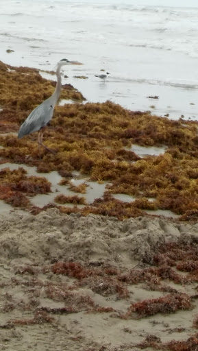Golf Club «Palmilla Beach Golf Club», reviews and photos, 258 Snapdragon, Port Aransas, TX 78373, USA