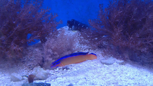 Tropical Fish Store «Fishy Business», reviews and photos, 911 E Church St, Lexington, TN 38351, USA