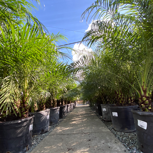 Terra Bella Nursery, Inc. image