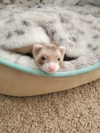 Pet Supply Store «Pet Supplies Plus», reviews and photos, 5394 Kemps River Dr Suite 101, Virginia Beach, VA 23464, USA