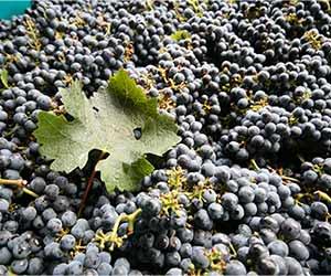 Wine Club «North Coast Wine Club», reviews and photos, 30700 Bainbridge Rd, Solon, OH 44139, USA