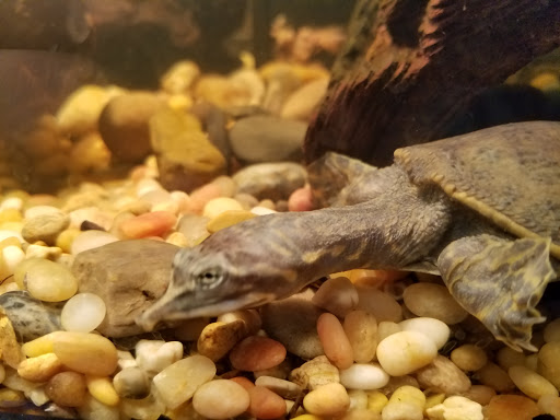 Reptile Store «MOC Reptiles», reviews and photos, 643 NE 125th St, North Miami, FL 33161, USA