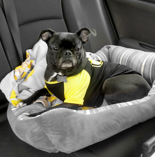 Pet Store «PetSmart», reviews and photos, 2211 Barrett Dr, Greenfield, IN 46140, USA