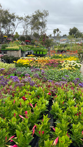 Terra Bella Nursery, Inc. image