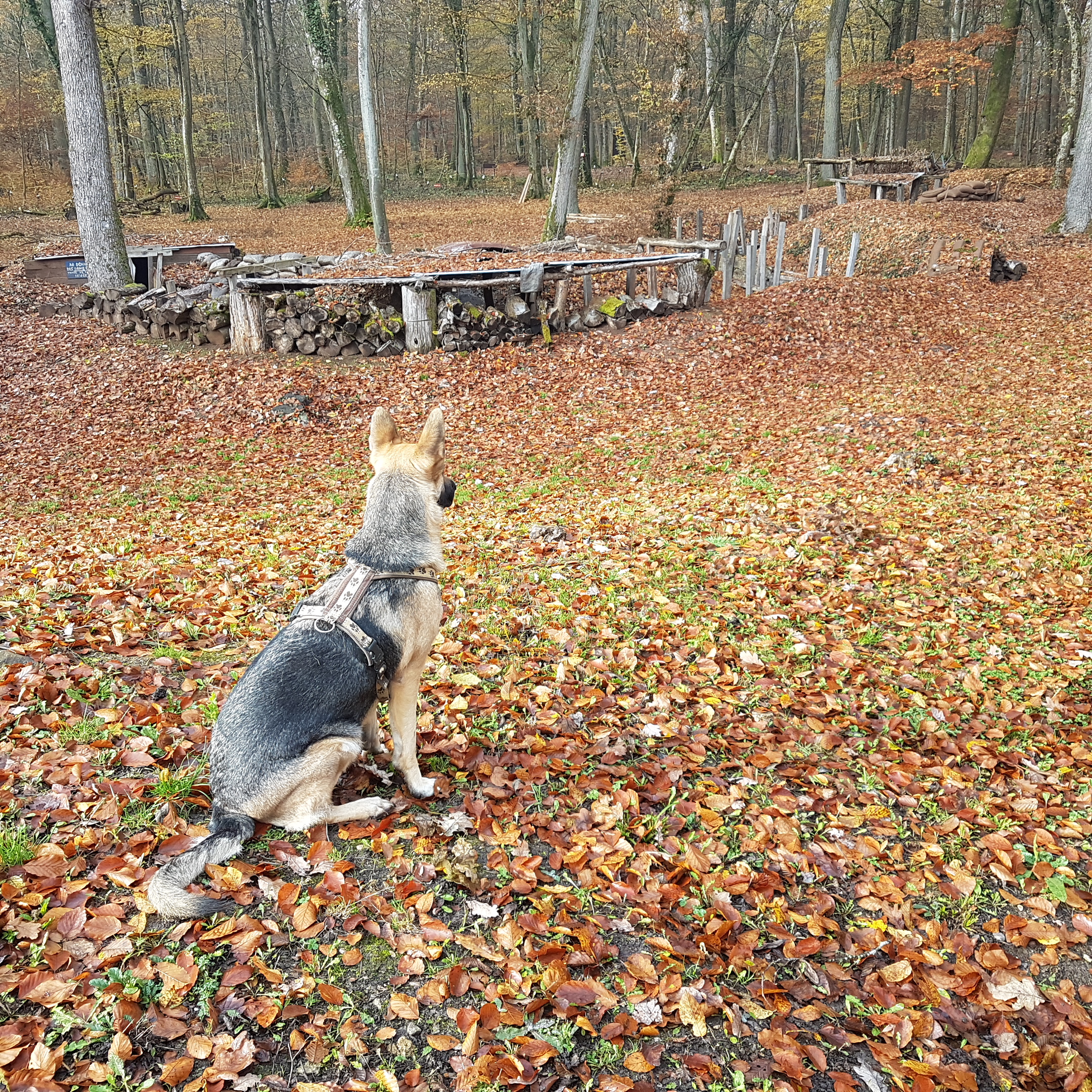 Photo n° 12 de l'avis de Carlo.e fait le 10/11/2021 à 12:22