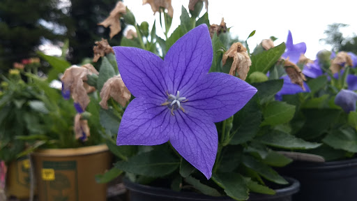 Landscaper «Garden Greenhouse & Nursery», reviews and photos, 1919 U.S. 9, Cape May Court House, NJ 08210, USA