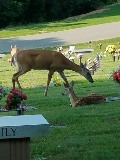 W V Auto Sales, 424 Old Goff Mountain Rd, Charleston, WV 25313, USA, 