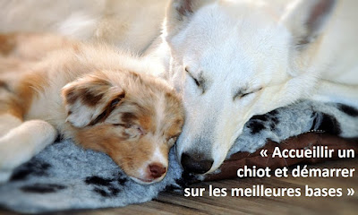 Dog Educ 18 à Saint-Doulchard
