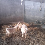 Photo n°4 de l'avis de Clementina.f fait le 03/02/2019 à 16:22 sur le  Agriturismo Ai Boschi à Origgio