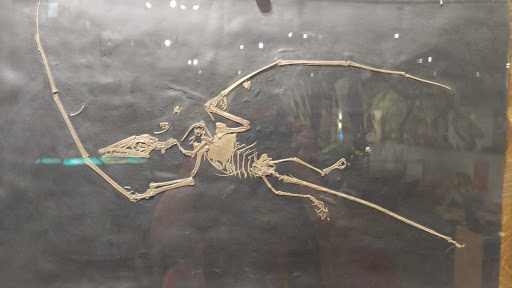 Tourist Attraction «Arizona Museum of Natural History», reviews and photos, 53 N Macdonald, Mesa, AZ 85201, USA