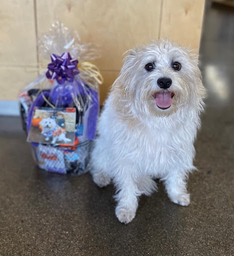 Pet Store «Pet Planet Ridgeview», reviews and photos, 2910 N Power Rd #103, Mesa, AZ 85215, USA