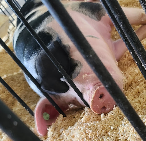 Tourist Attraction «Clinton County Fairgrounds», reviews and photos, 958 W Main St, Wilmington, OH 45177, USA