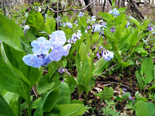 Park «Mather Woods Forest Preserve», reviews and photos, 25032 W Renwick Rd, Plainfield, IL 60544, USA