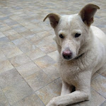 Photo n°1 de l'avis de ugo.a fait le 10/07/2022 à 20:35 sur le  Trattoria - Bar - Aperitivi Al 65 à Prato Nevoso