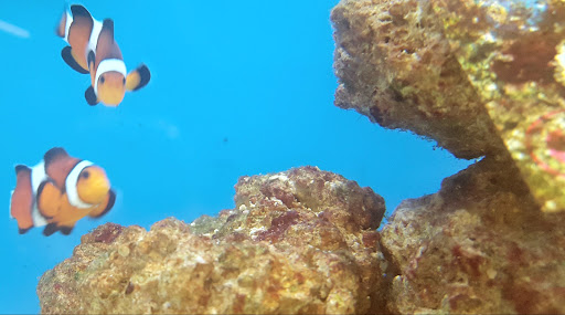 Pet Supply Store «PetSmart», reviews and photos, 11833 Dallas Pkwy, Frisco, TX 75033, USA