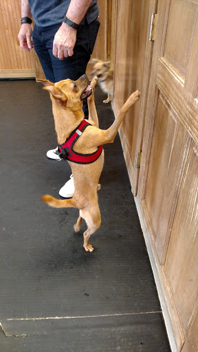 Pet Trainer «Healthy Pet Center», reviews and photos, 154 Delaware Ave, Delmar, NY 12054, USA