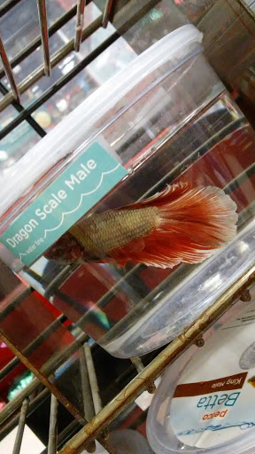 Pet Supply Store «Petco Animal Supplies», reviews and photos, 1951 N Military Trl c, West Palm Beach, FL 33409, USA