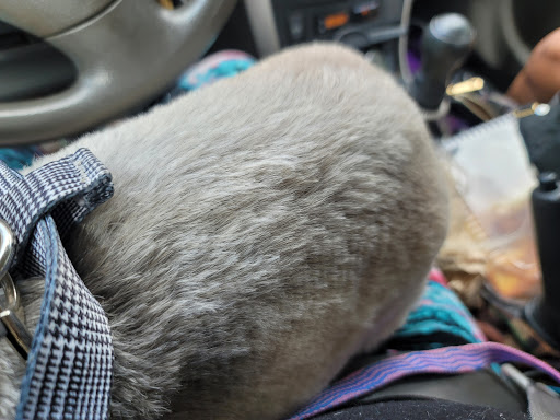 Pet Store «Oak Clips Pet Boutique & Grooming», reviews and photos, 502 N Edgefield Ave, Dallas, TX 75208, USA