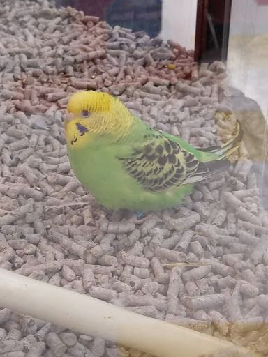 Pet Supply Store «Petco Animal Supplies», reviews and photos, 9 W Avon Rd, Avon, CT 06001, USA