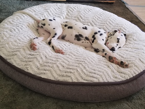 Pet Supply Store «PetSmart», reviews and photos, 288 12th Ave, Hanford, CA 93230, USA