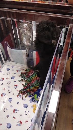 Pet Store «Charm City Puppies», reviews and photos, 8205 Snowden River Pkwy, Columbia, MD 21045, USA