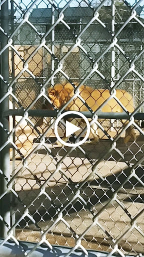 Zoo «Lion Habitat Ranch Inc», reviews and photos, 382 Bruner Ave, Henderson, NV 89044, USA