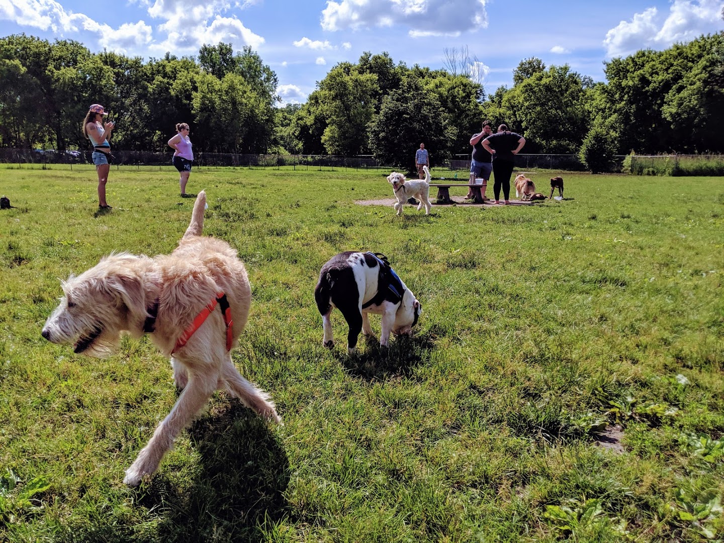 Northern Tail Dog Park