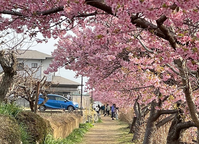 洞川の河津桜