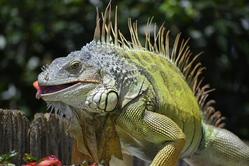 Pet Supply Store «Pet Supplies Plus», reviews and photos, 4923 Sheridan St, Hollywood, FL 33021, USA