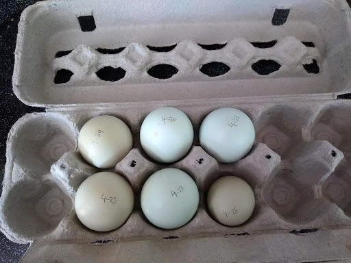 Animal Feed Store «IFA Country Stores», reviews and photos, 1071 Pioneer Rd, Draper, UT 84020, USA