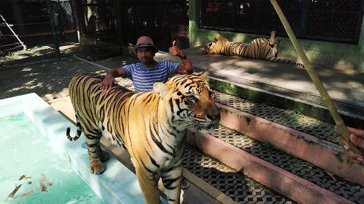 Tiger Kingdom - Phuket