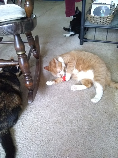 Pet Store «PetSaver Healthy Pet Superstore (Brighton Location)», reviews and photos, 2947 Monroe Ave, Rochester, NY 14618, USA