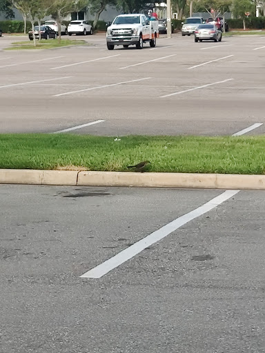 Department Store «Walmart Supercenter», reviews and photos, 3175 Cheney Hwy, Titusville, FL 32780, USA