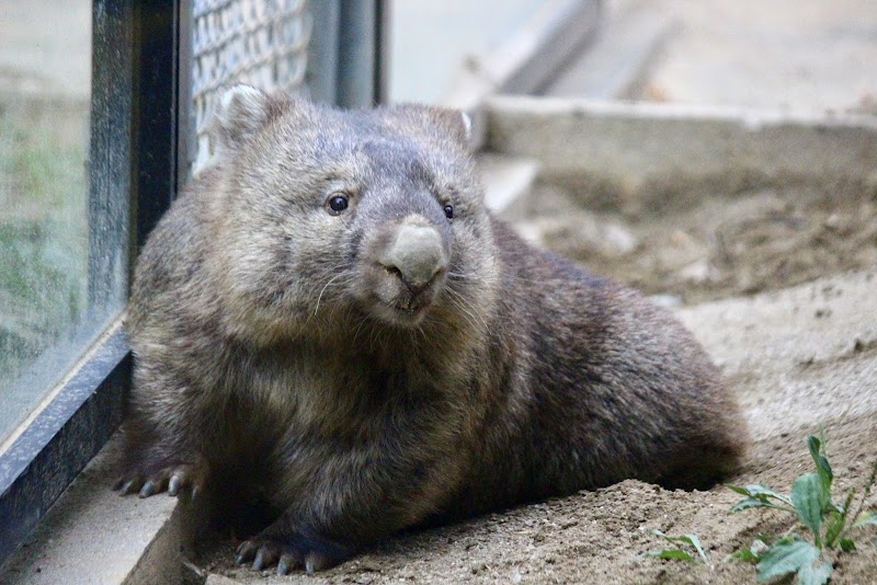 池田市立五月山動物園