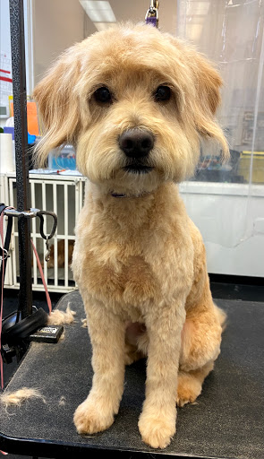 Pet Store «Bow Wow Meow», reviews and photos, 654 Santa Cruz Ave, Menlo Park, CA 94025, USA