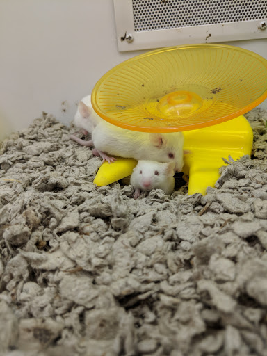 Pet Supply Store «Petco Animal Supplies», reviews and photos, 4139 US Hwy 98 N, Lakeland, FL 33809, USA