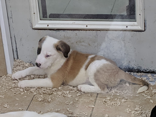 Pet Store «Pets Plus - Quakertown», reviews and photos, 117 S West End Blvd, Quakertown, PA 18951, USA