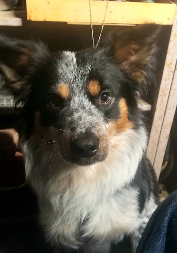 Pet Supply Store «Petco Animal Supplies», reviews and photos, 5190 Borgen Blvd #201, Gig Harbor, WA 98332, USA