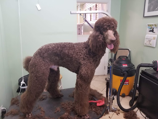 Pet Groomer «Doggie Style Bowtique», reviews and photos, 1713 Westport Rd, Kansas City, MO 64111, USA