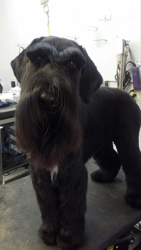 Pet Supply Store «Ma & Paws Pet Supplies», reviews and photos, 206 Anderson Ln N #200, Hendersonville, TN 37075, USA