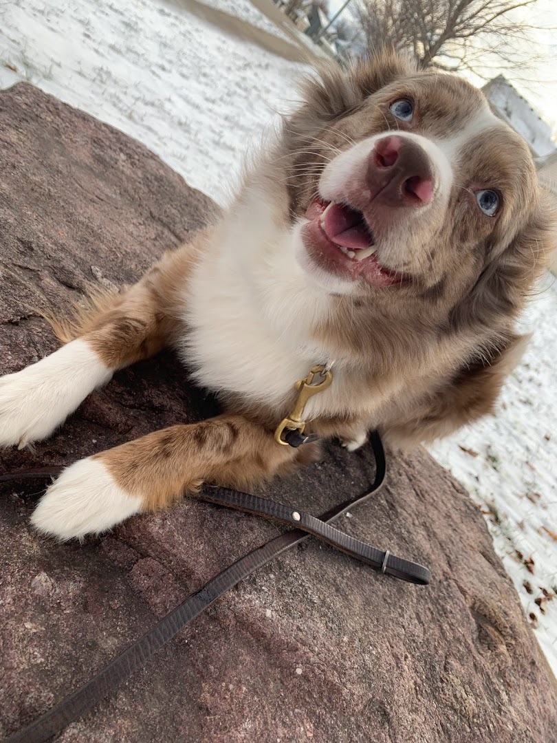 Training Pawsitive Vibes