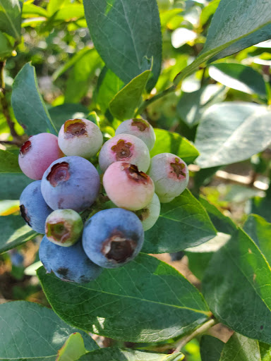 Produce Market «Mt Olympus Berry Farm», reviews and photos, 23298 Jefferson Davis Hwy, Ruther Glen, VA 22546, USA