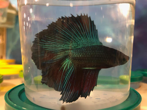 Pet Supply Store «Petco Animal Supplies», reviews and photos, 271 Madonna Rd, San Luis Obispo, CA 93405, USA